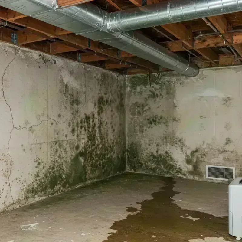 Professional Mold Removal in South Pottstown, PA